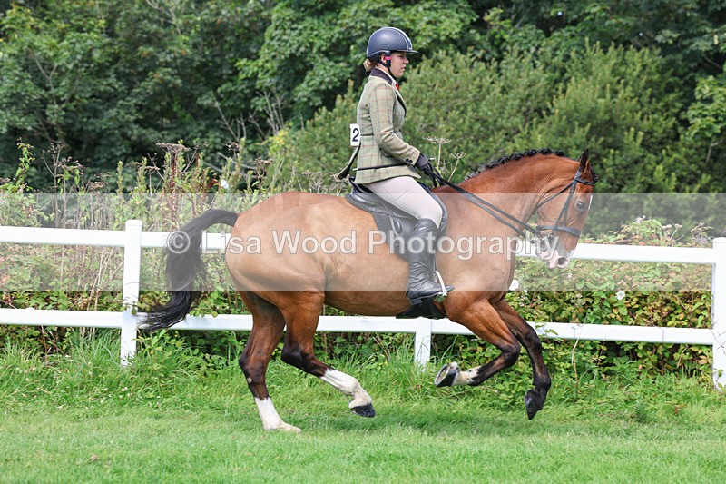 3E7A8674 - Class 5: Working Show Horse