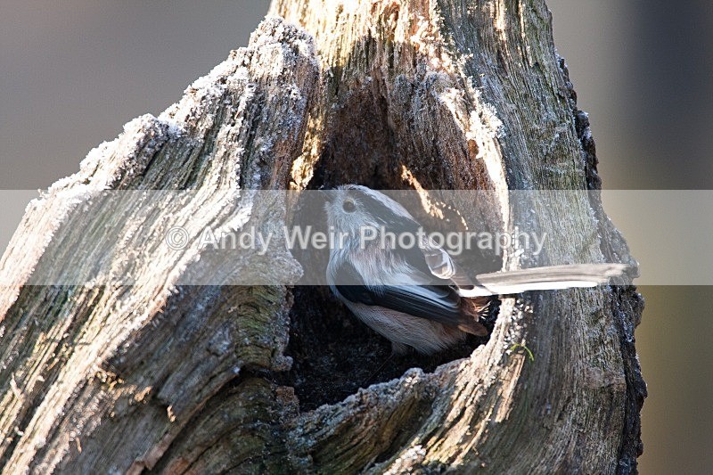 20081207-056 - Long-tail Tit