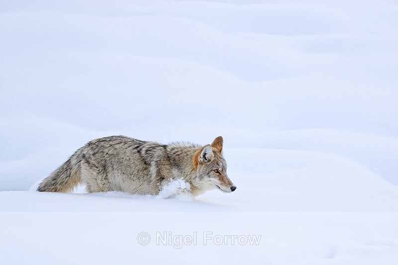 Coyote wading through deep snow, Yellowstone National Park - Coyote