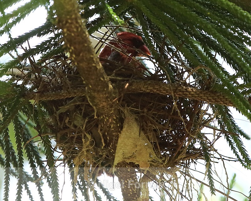 Northern Cardinal nest, Hakalau, Hawaii - Northern Cardinal