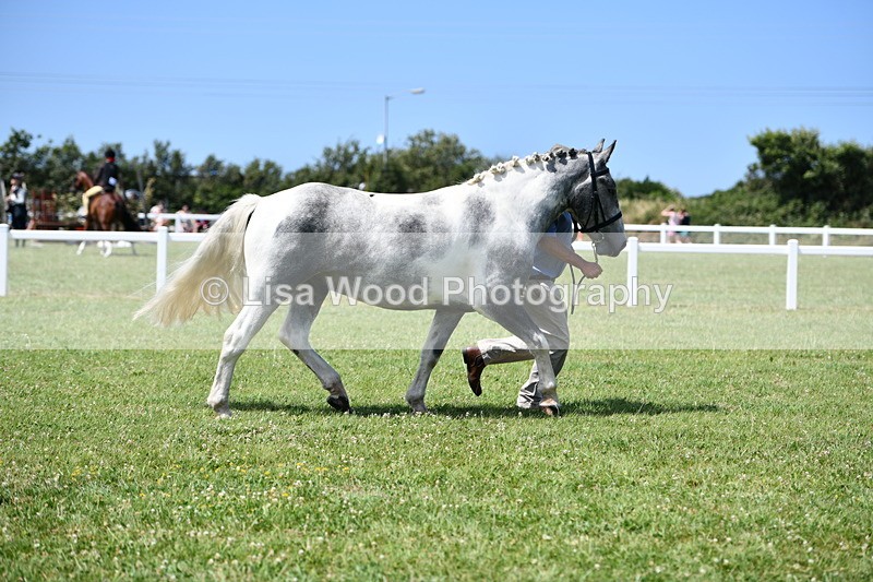 DSC_7465 - Class 63: Coloured Horse Youngstock
