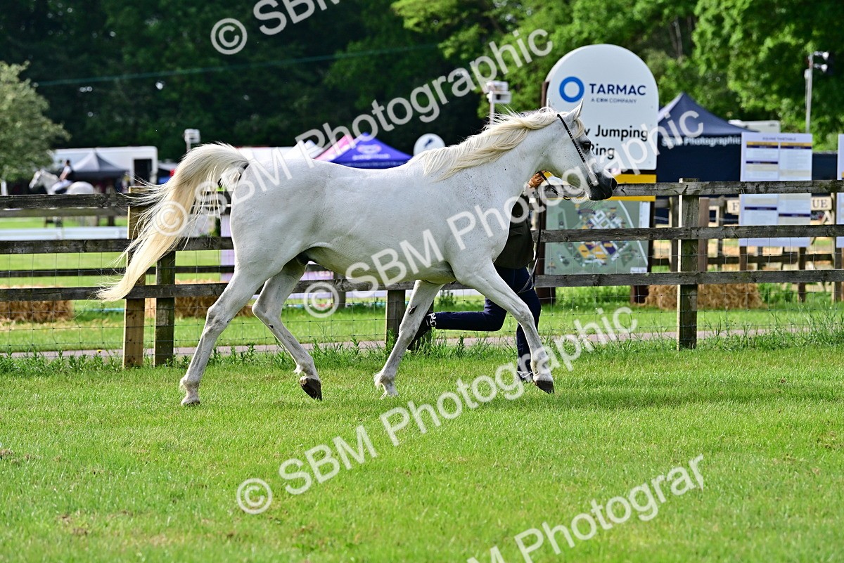SBM_00026 - Class 46-49 - Arab and Part Bed-Anglo Arab In Hand