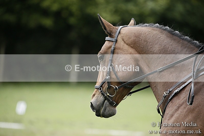BVR080918 324 - BVRC Novice Dressage & CR 08/09/18