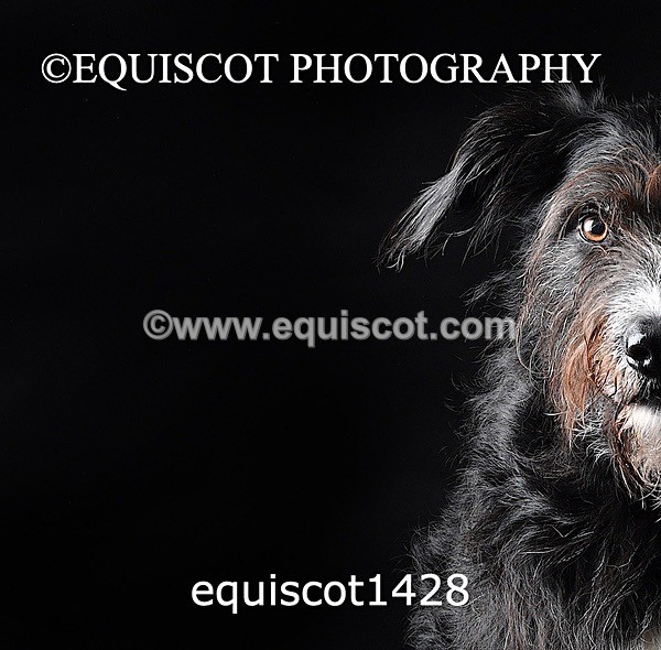 equiscot1428 - RUSSO