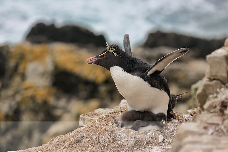 Rockhopper Penguin & chick, Cape Bougainville, Falklands - Rockhopper Penguin