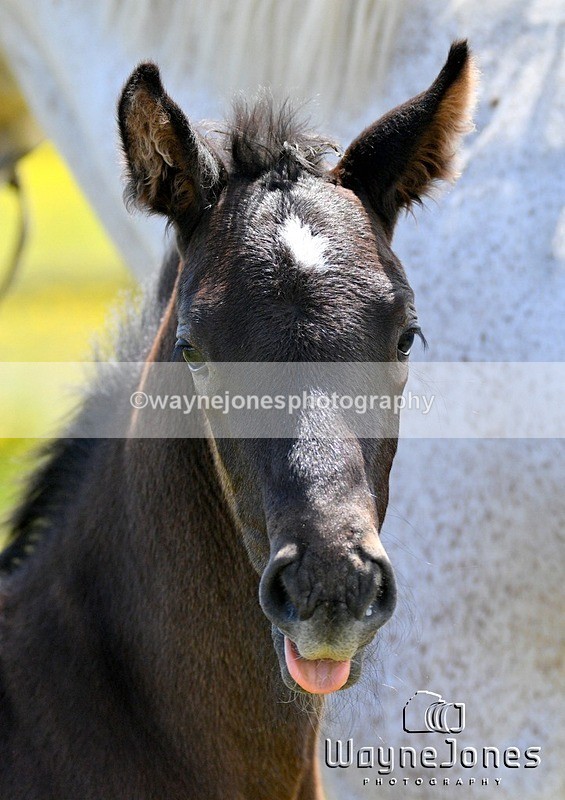 WJ5_4274 - Lyford Stud - Foals 01-06-25