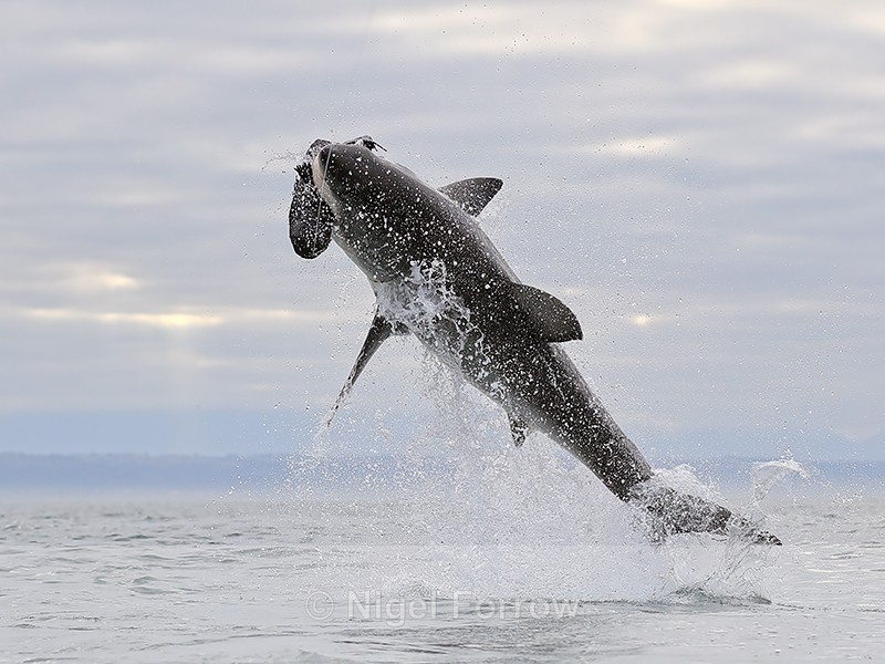 Great White Shark breach (frame 3), Mossel Bay, South Africa - Breaching Great White Shark