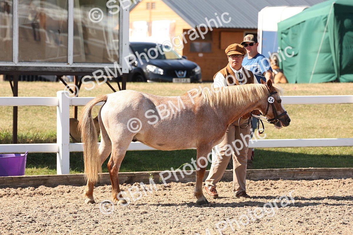 SBM_13885 - Class 205 - IH Show Pony - Show Hunter Pony
