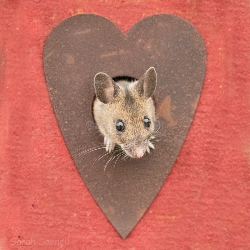 Love Mouse SD2526 - Greeting Cards