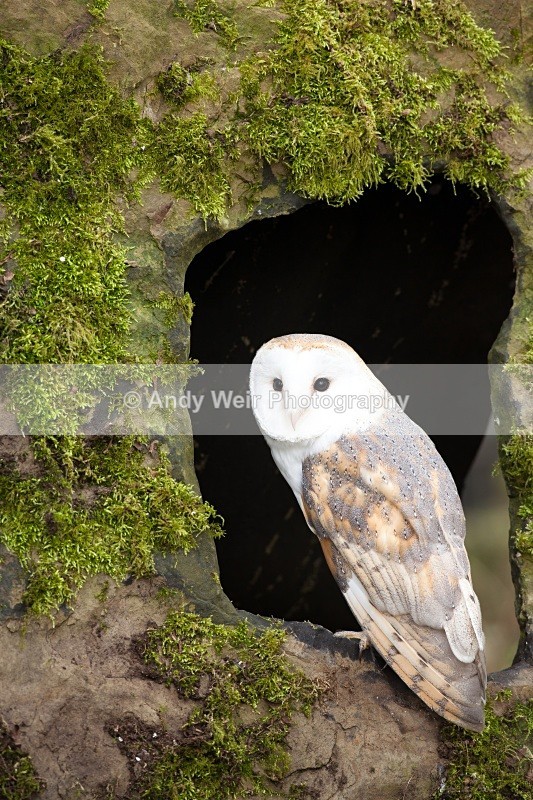 20110312-IMG_1192 - Barn Owl
