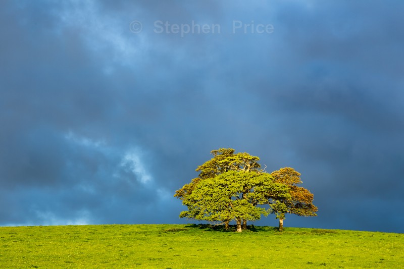 Trees in the Light - Photos of Woodlands and Water