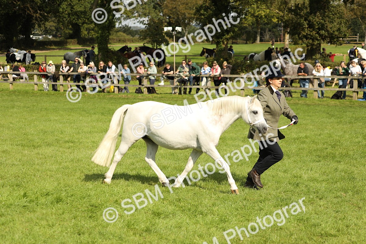 SBM_62768 - S46 - Mountain & Moorland In Hand Small Breeds
