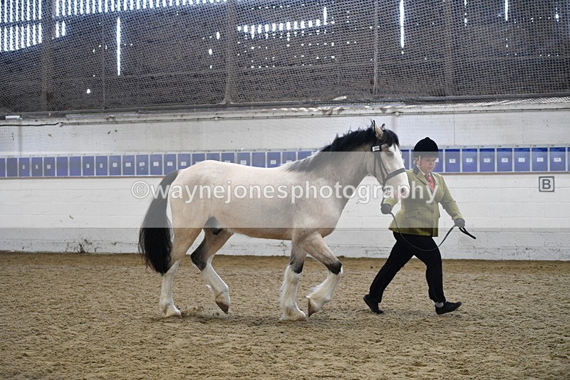 WJ5_4502 - Class 3 Part Bred In hand