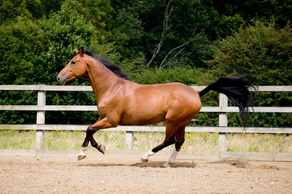 32 - EQUINE EVENT PHOTOGRAPHY