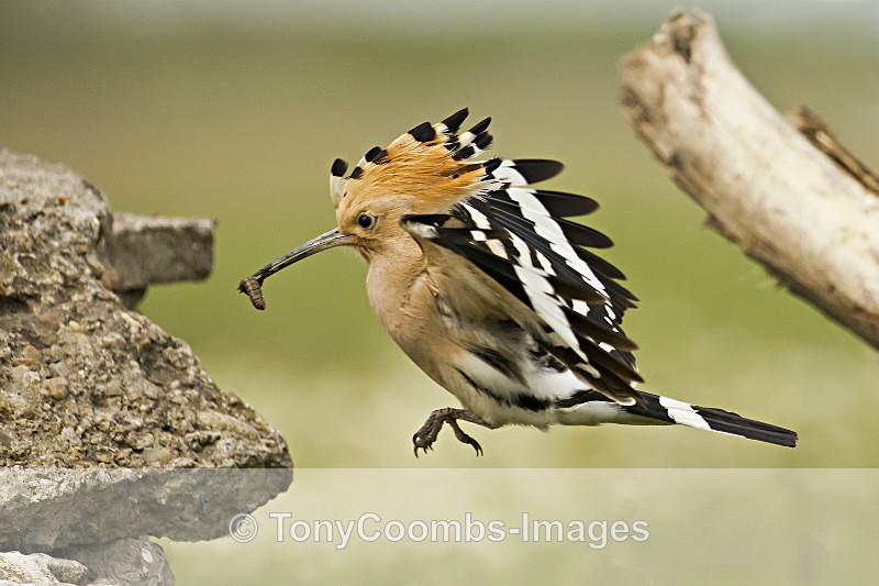 Hoopoe - Well Hide & Falcon Tower Hide
