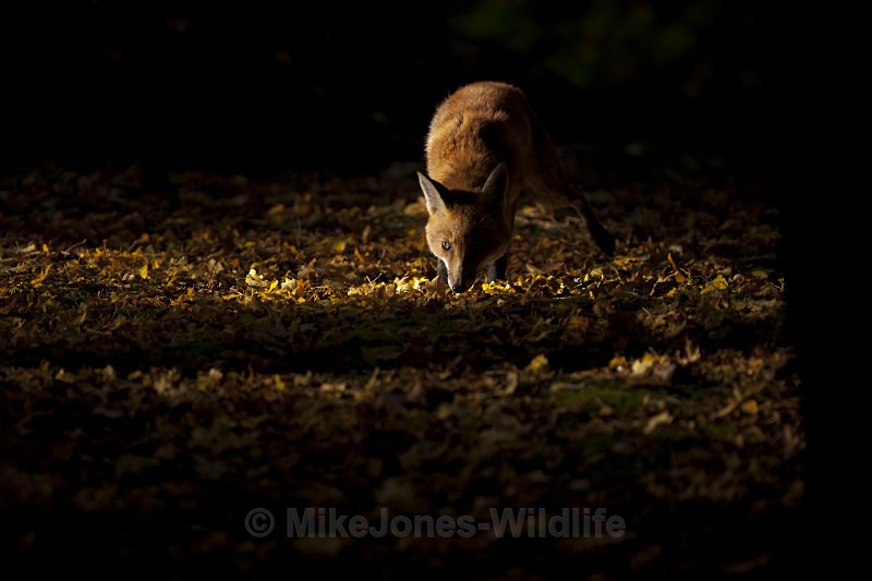 Red Fox, last of the winter sun - FAVOURITES WILDLIFE GALLERY. Selected images from the wildlife collections.