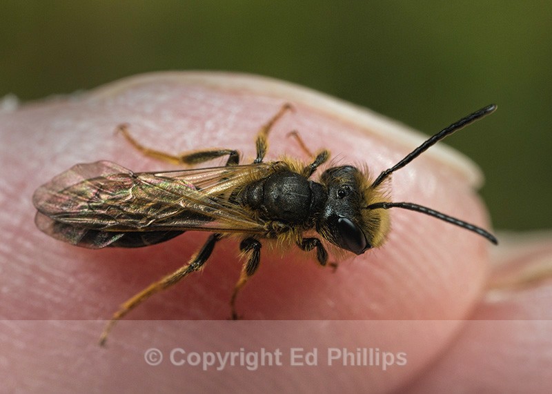 Andrena bucephala (m) - Andrena bucephala