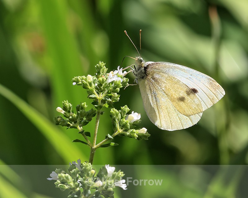 Small White feeding on Oregano, Oxfordshire, UK - INSECTS