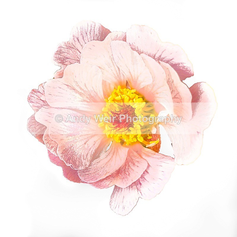 170627-untitled0001-2 - Plants & Flowers