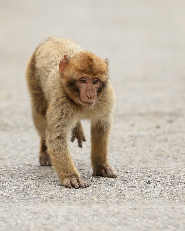 Young Barbary Macaque running, Gibraltar - Monkey