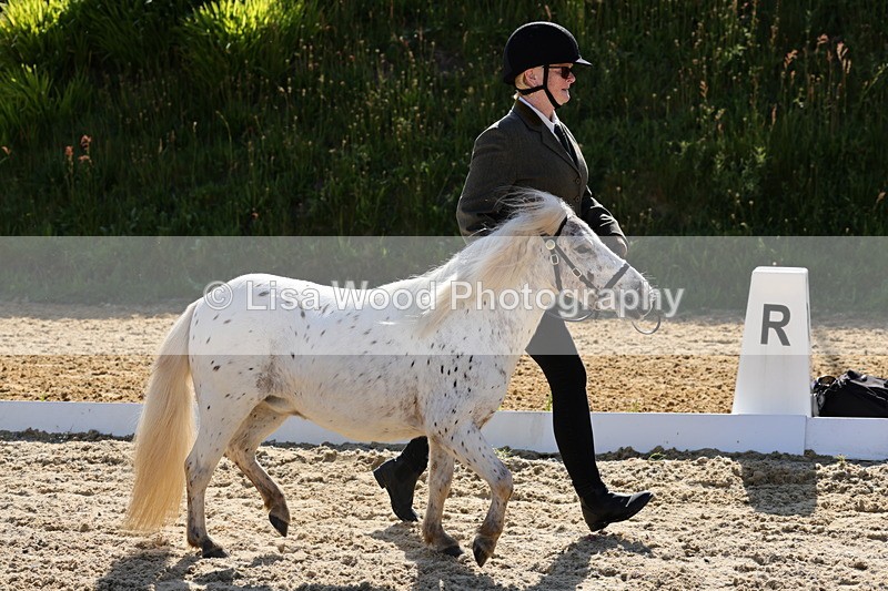 1X9A0599 - Class 3: Youngstock 1, 2, 3 year old not to exceed 153cm