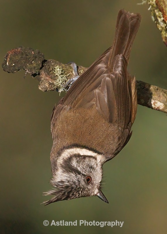 Crested Tit - Latest Images