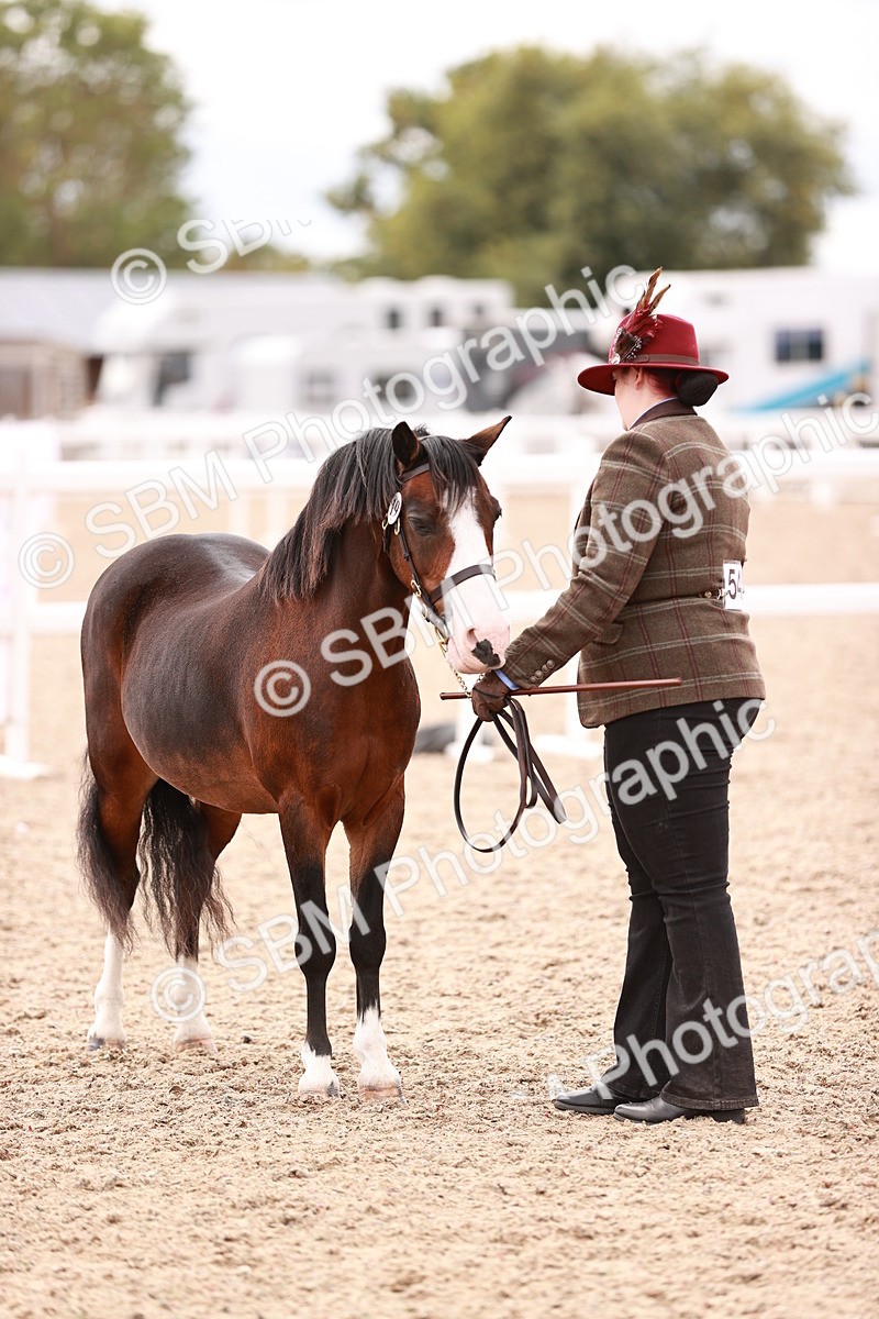 SBM_16343 - Class 413 - Best Condition - Adult