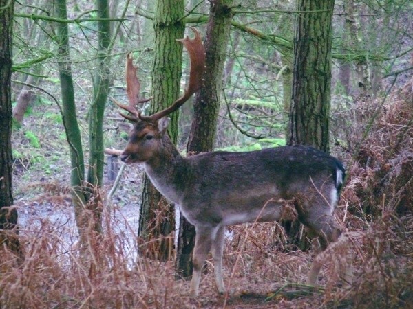 Stag - Wildlife
