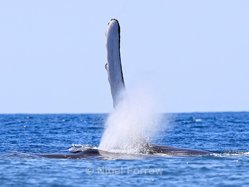 Humpback Whale fin and spout, Drake Bay, Costa Rica - Whale