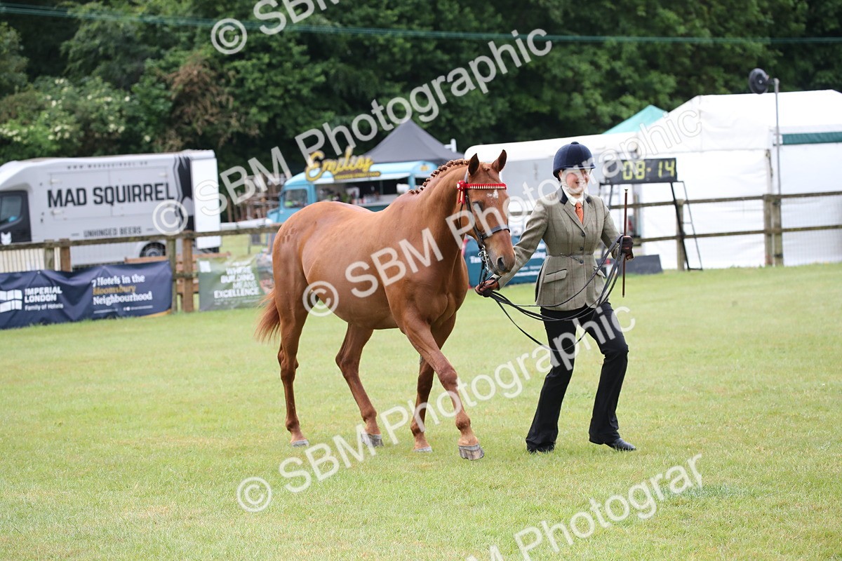 SBM_00171 - Class 17-20 - Arab & Part Bred - Anglo Arab In Hand