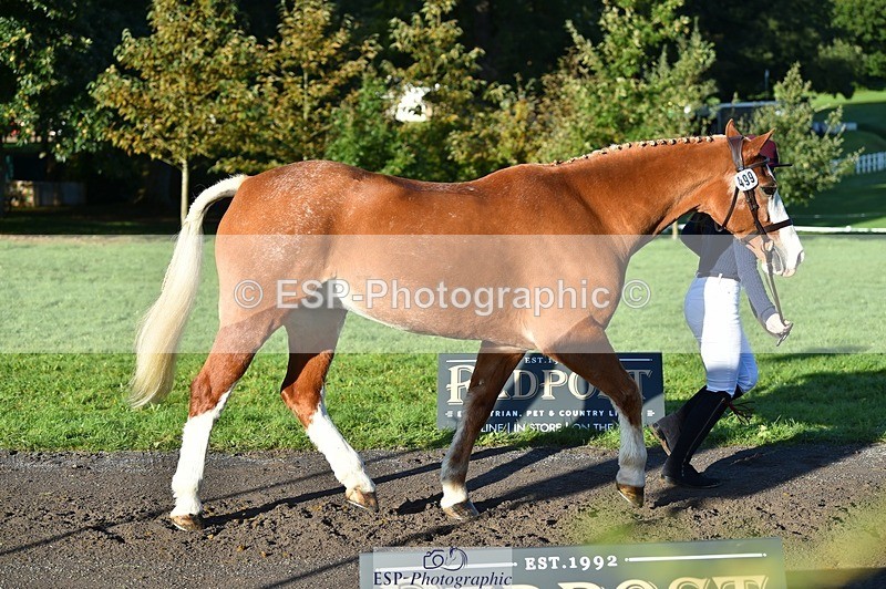 231022-093946-21954 - 499-GORFELYN.PETER.THE.GREAT-Charlotte.Bellamy-TrotUp+SJ