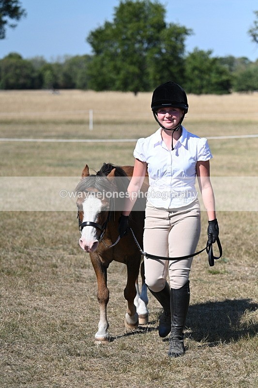 WJ7_1559 - Class 42 Most Handsome Gelding
