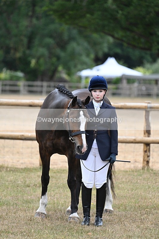 WJ7_9757 - Class 5a Most Handsome Gelding (above 14.2hh)