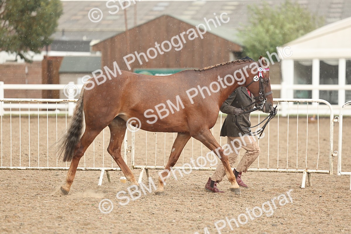 SBM_07716 - Class 27 - IH Competition Horse/Pony