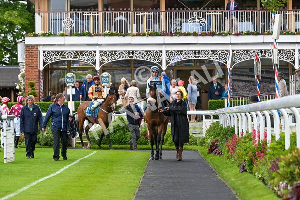 150624-Race 5-The Strikin Viking-7704 - Race 5 4.10pm Reg Griffin Appreciation ebfstallions.com Maiden Stakes