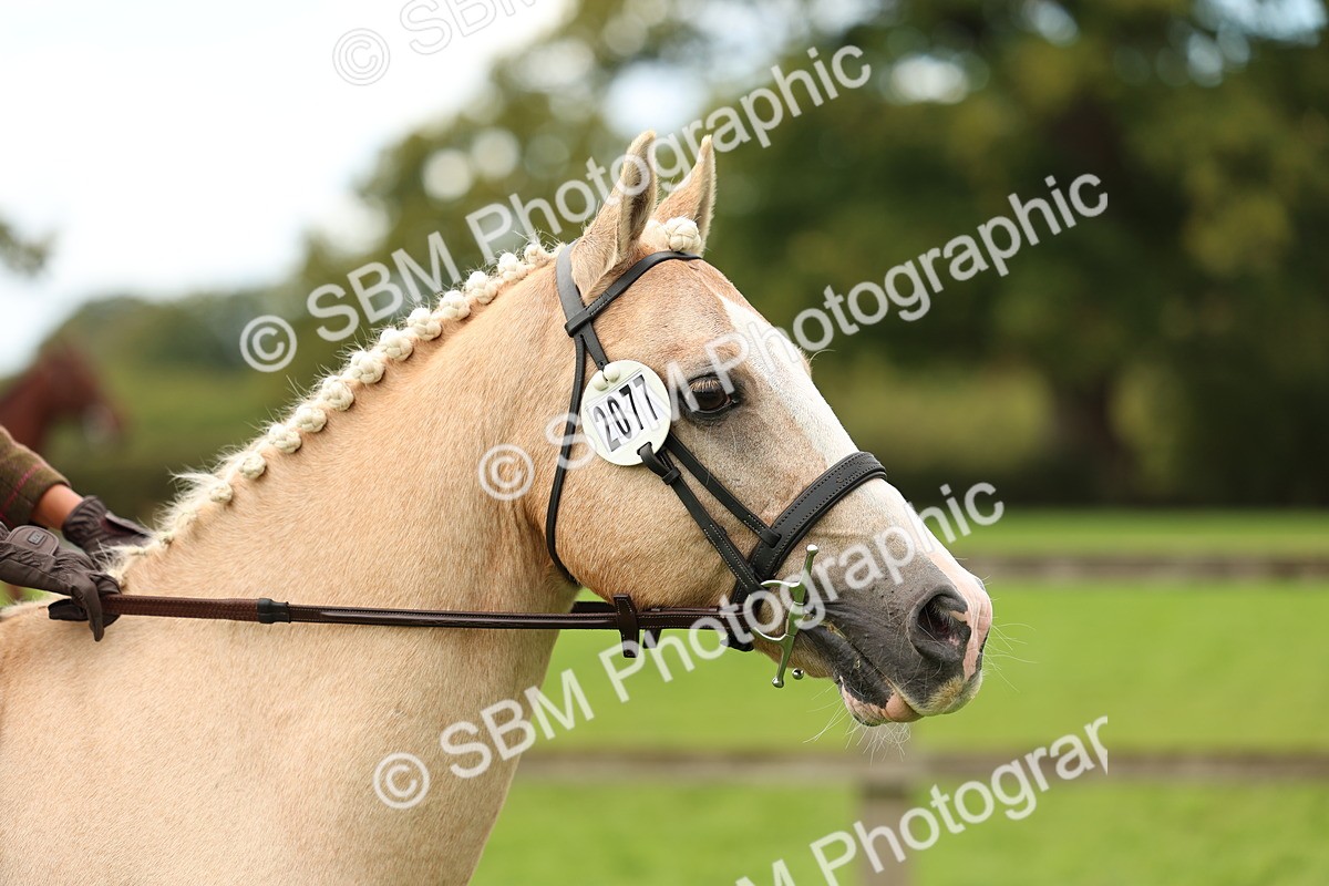 SBM_45373 - S33 - Working Hunter Pony