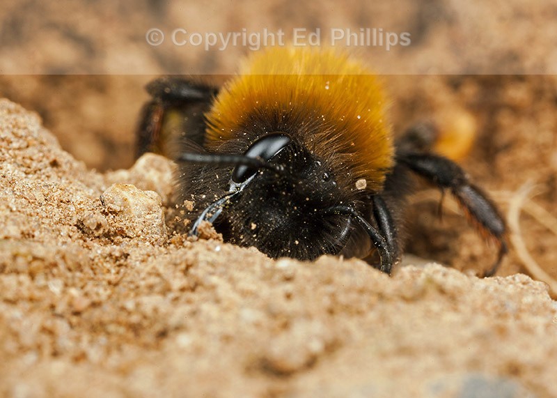 Andrena clarkella (f)