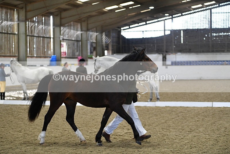 WJ5_4377 - Class 6 In hand M&M - Large Breeds