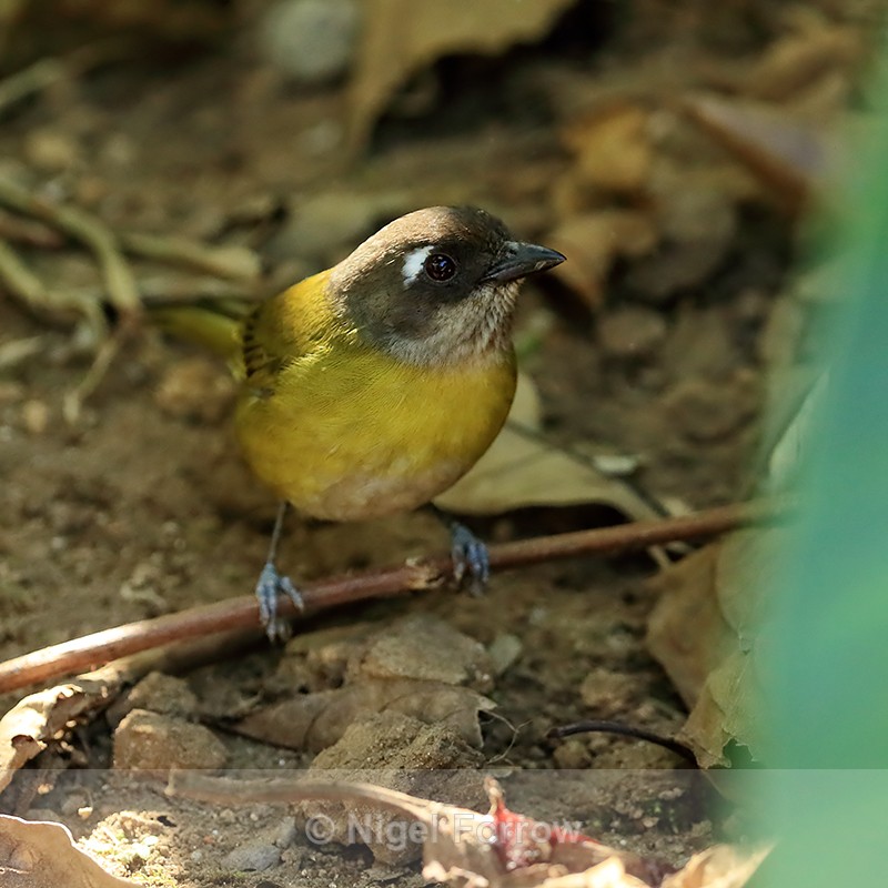 Common Chlorospingus on the ground, Costa Rica - Common Chlorospingus
