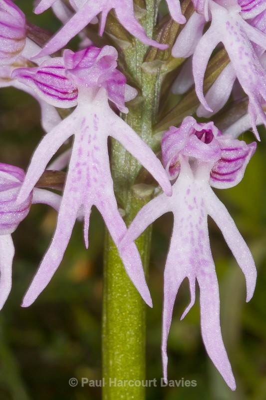  - Orchids - Orchis