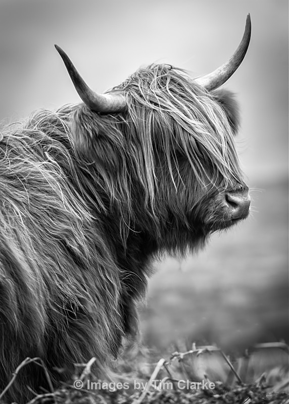 Monarch of The Glen 201601312 - Wildlife