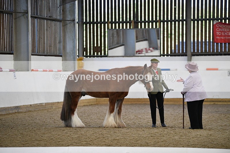 WJ5_5374 - Class 8 In hand cob