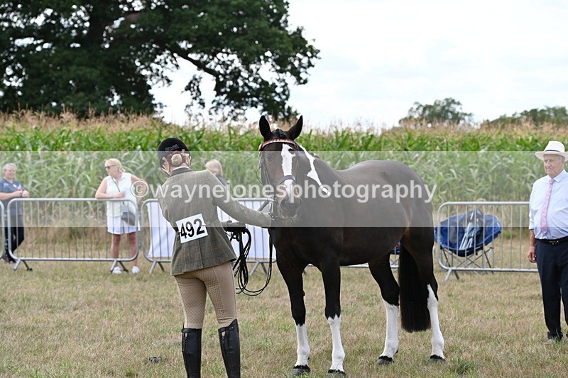 WJ6_6213 - Class 19 In-hand Veterans (Uploaded correct folder)