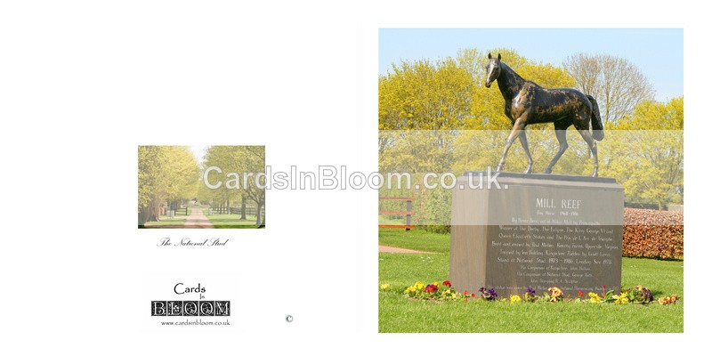 02 Mill Reef National Stud - NEWMARKET CARDS