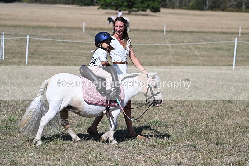 WJ7_1404 - Class 41 Prettiest Mare