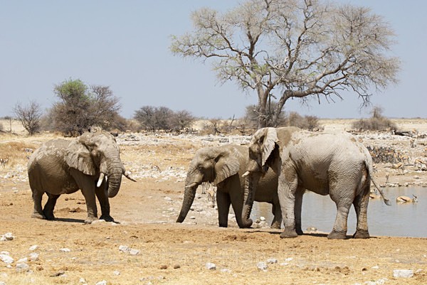  - African Journey