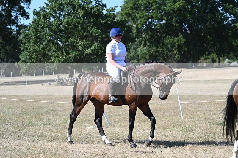 WJ7_1722 - Class 42 Most Handsome Gelding