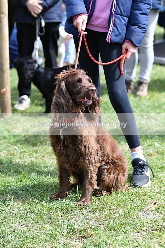 WJ5_9816 - Class 3 Most Handsome Dog