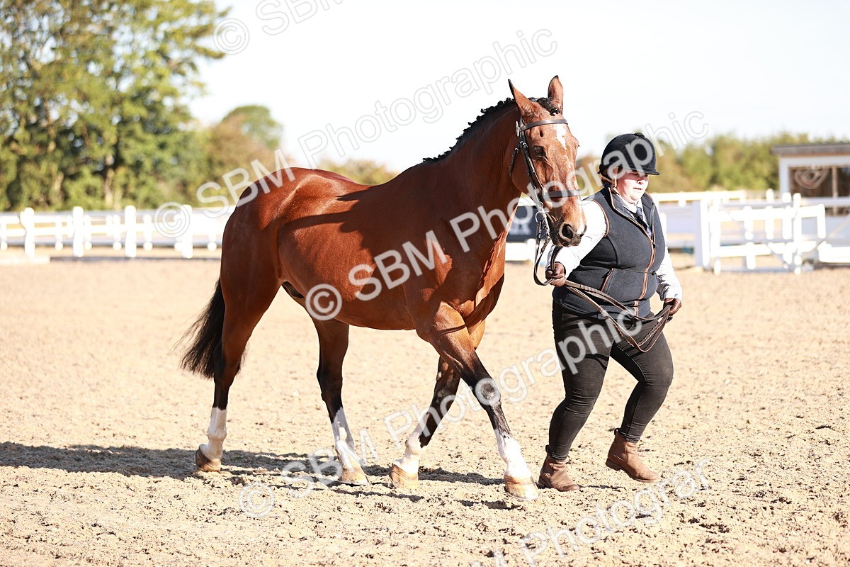 SBM_11210 - Class 401 - IH  Veteran horse