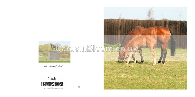 03 Mare and foal The National Stud - NEWMARKET CARDS